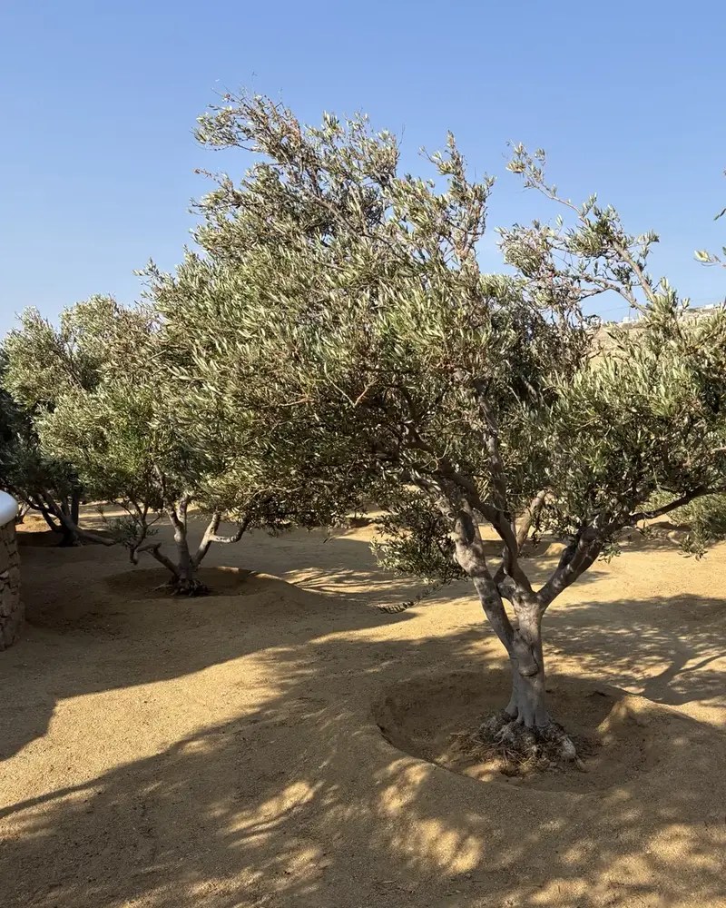 Sunlit grove of olive and fruit trees growing in dry soil at a vineyard in Mykonos