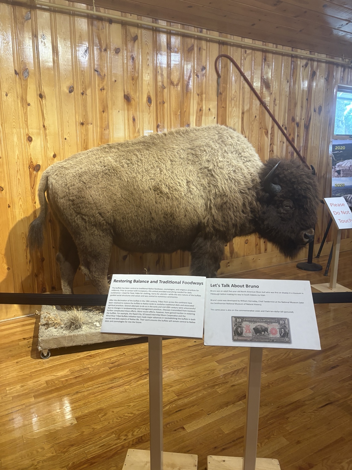 A mounted bison displayed indoors beside educational signs at Crazy Horse Memorial.