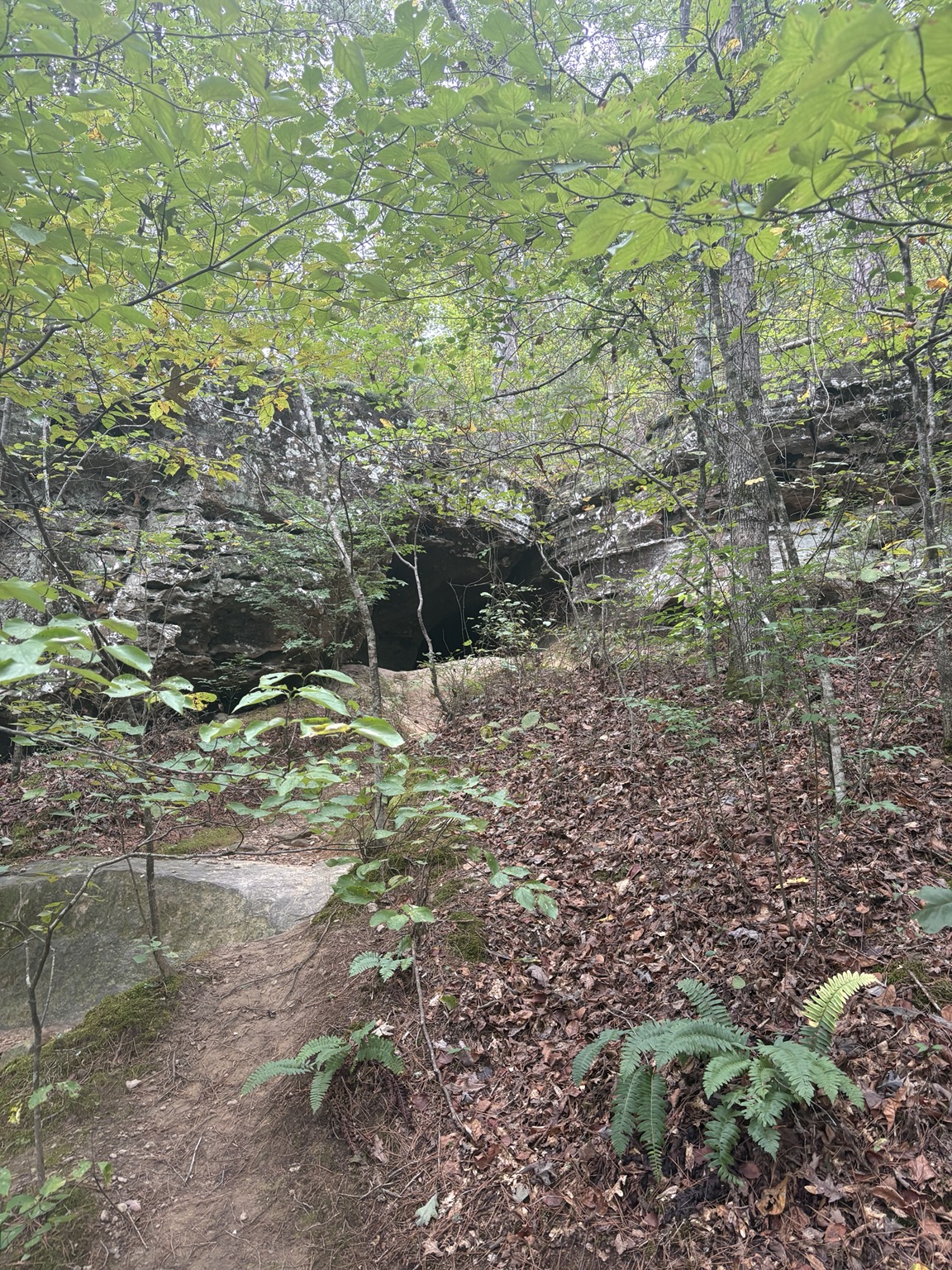 Dark opening beneath a rock formation in the shaded woods.